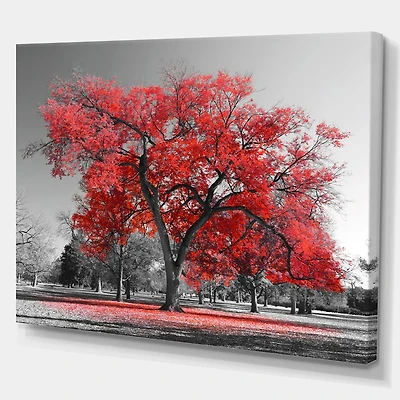 Big Red Tree on Foggy Day  Canvas Art Print