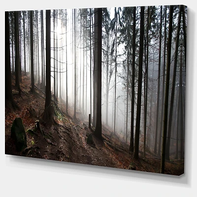 Misty Forest Morning Panorama Wall Art