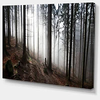 Misty Forest Morning Panorama  Wall Art