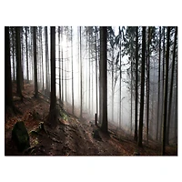 Misty Forest Morning Panorama  Wall Art