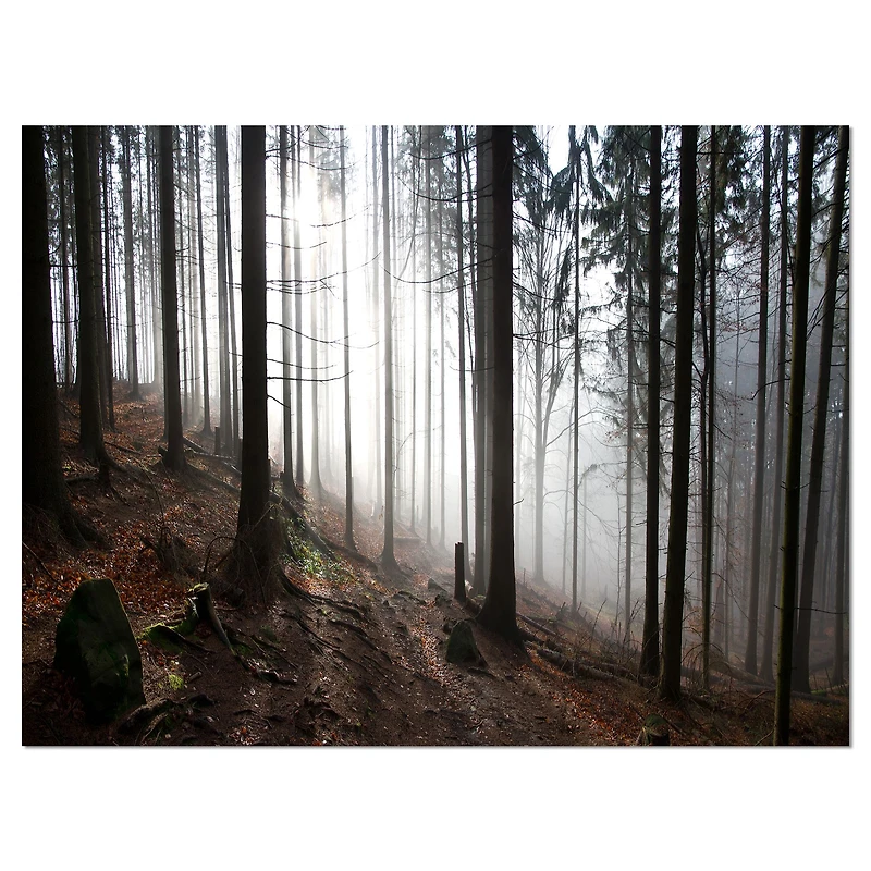 Misty Forest Morning Panorama  Wall Art