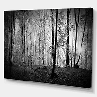 Beautiful Forest Morning Panorama  Canvas Art Print
