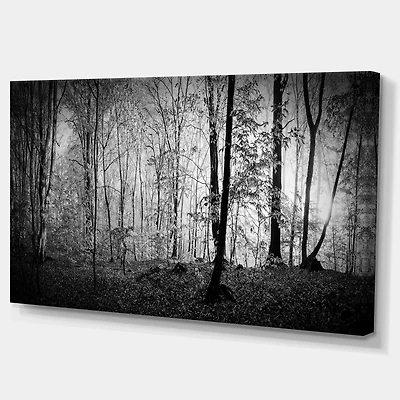 Beautiful Forest Morning Panorama  Canvas Art Print