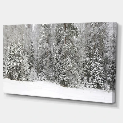 Foggy Winter Forest Panorama  Wall Art