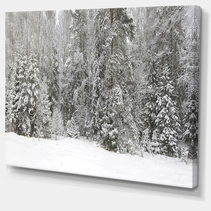 Foggy Winter Forest Panorama  Wall Art
