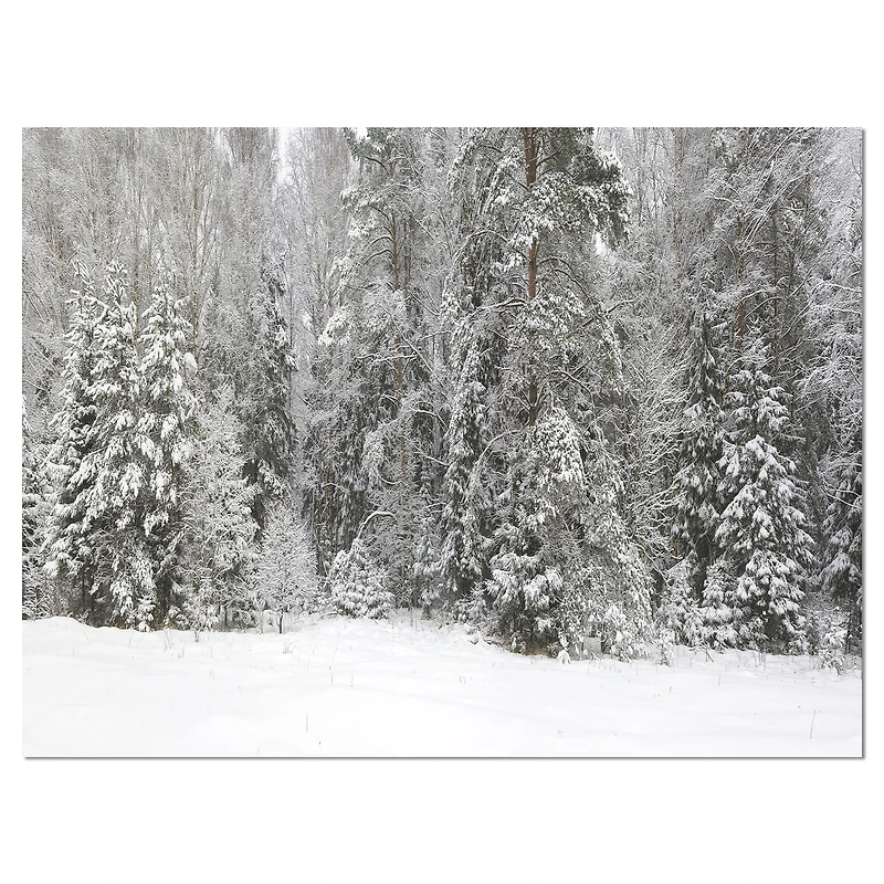 Foggy Winter Forest Panorama  Wall Art