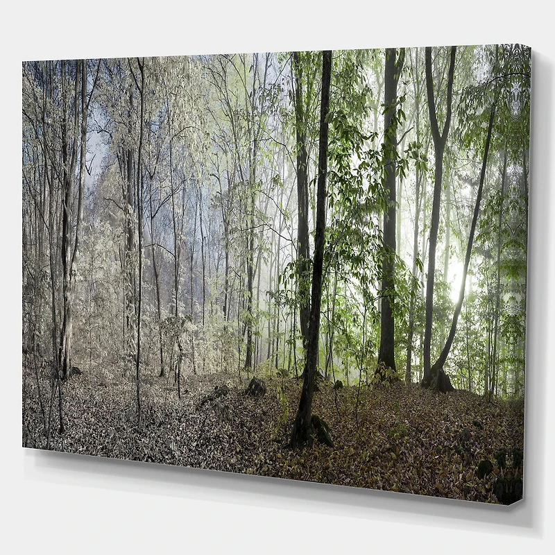 Green Morning Forest Panorama  Canvas Art Print