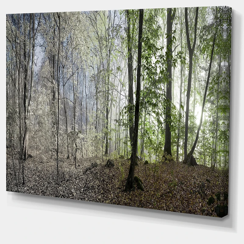 Green Morning Forest Panorama  Canvas Art Print