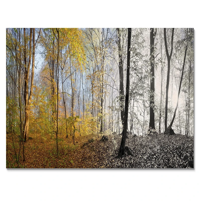 Toile imprimée « Yellow Morning Forest Panorama »