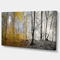 Morning Forest Panorama Canvas Art Print