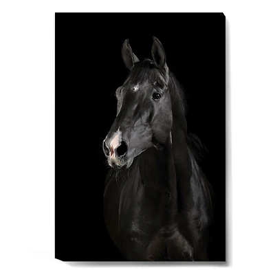 Black Horse darkness  Canvas