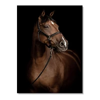 Toile « Horse Portrait »