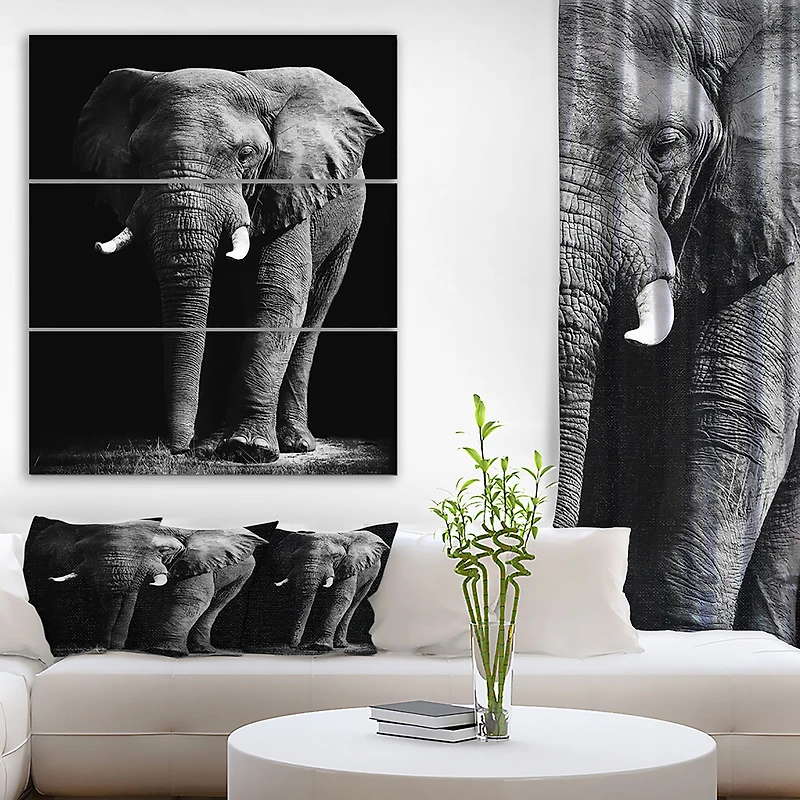 African Elephant in Black Background  Canvas Wall Art