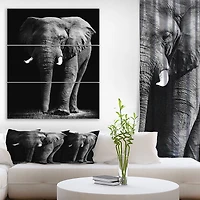 African Elephant in Black Background  Canvas Wall Art
