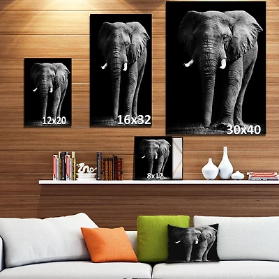 African Elephant Black Background  Wall Art