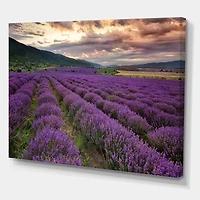 Lavender Field At Dawn I  Wall Art