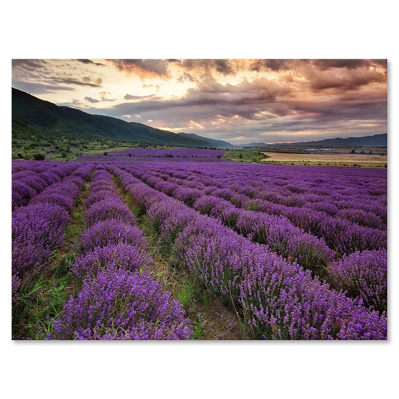 Lavender Field At Dawn I  Wall Art