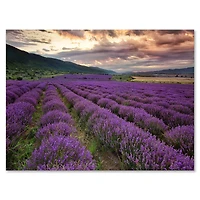 Lavender Field At Dawn I  Wall Art