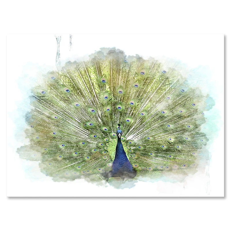 Toile « Peacock Bird »