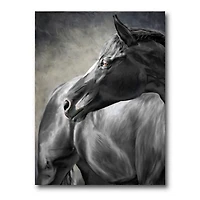 Portrait of A Black Horse  Canvas Wall Art Print