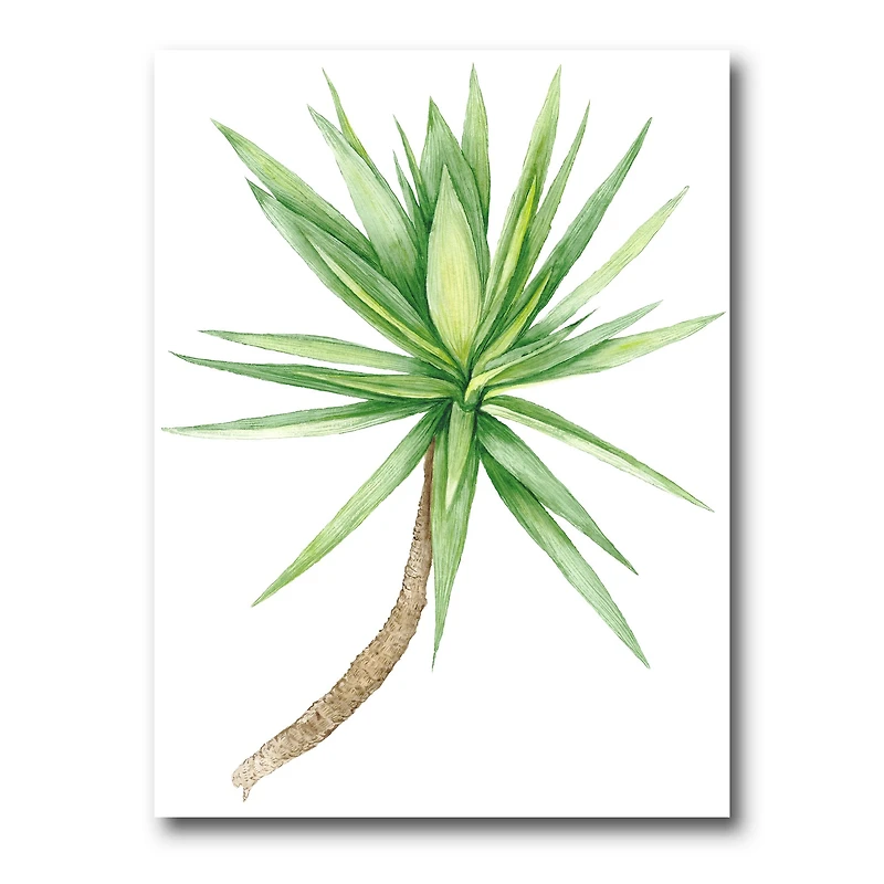 Detail of Yucca Tree  Canvas Wall Art Print
