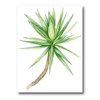 Detail of Yucca Tree  Canvas Wall Art Print