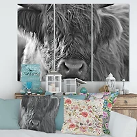 Scottish Highland Cows Living on Moorland Wall Art