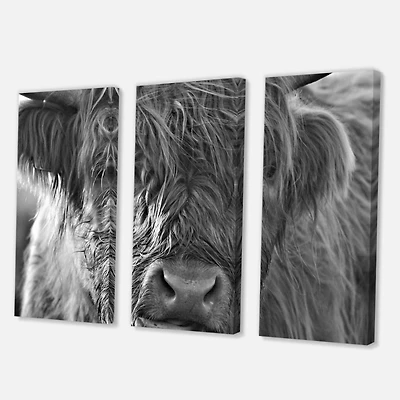 Toile imprimée « Scottish Highland Cows Living on Moorland »