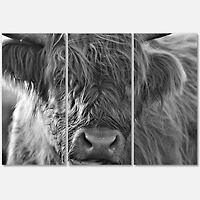 Scottish Highland Cows Living on Moorland Wall Art