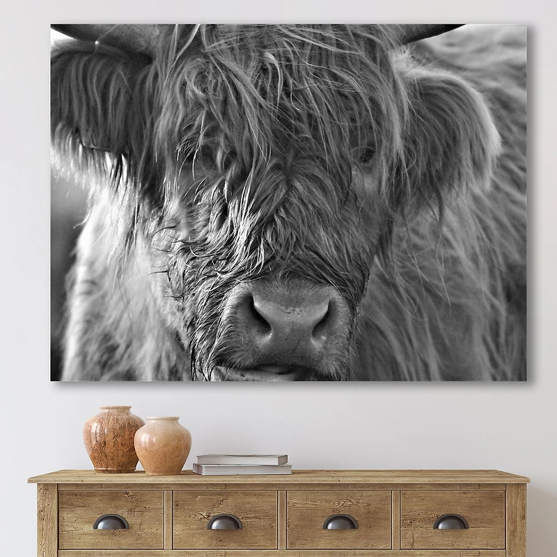 Scottish Highland Cows Living on Moorland Wall Art