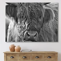 Scottish Highland Cows Living on Moorland Wall Art