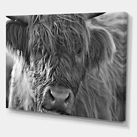 Scottish Highland Cows Living on Moorland Wall Art