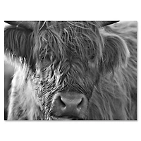 Scottish Highland Cows Living on Moorland Wall Art