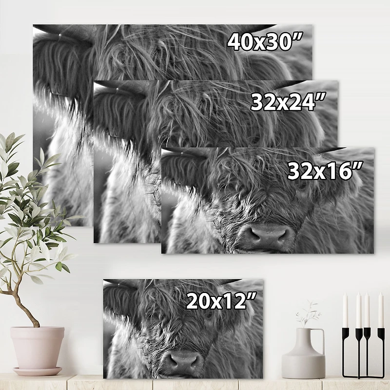 Scottish Highland Cows Living on Moorland Wall Art