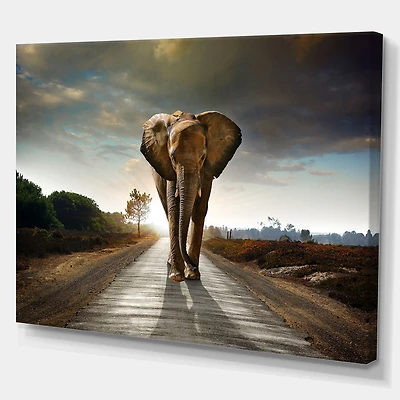 Single Walking Elephant  Canvas Art Print