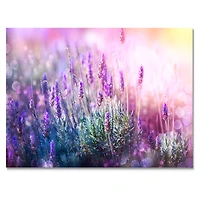 Growing and Blooming Lavender Canvas Print