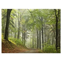 Green Beach Forest Pathway  Wall Art