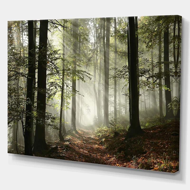 Toile imprimée « Light Dense Fall Forest with Fog »