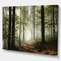 Toile imprimée « Light Dense Fall Forest with Fog »