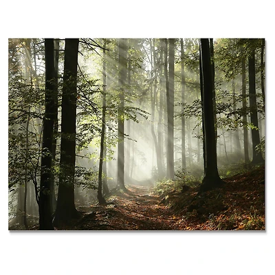 Toile imprimée « Light Dense Fall Forest with Fog »