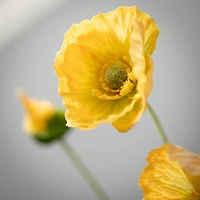 Poppy Stem 6x5x25" - Yellow