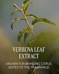 Verveine (Verbena) Perfumed Hand Cream