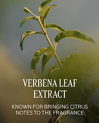 Verveine (Verbena) Body Deodorant Balm