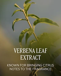 Verveine (Verbena) Perfumed Shower Gel Refill