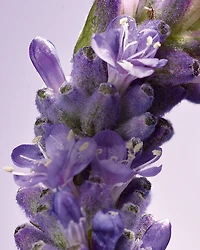 Night Soothing Defense Advanced Scalp Serum