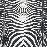 Zebra Print Jacket