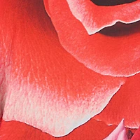 Sweater With Gathered Sleeves And Rose Print