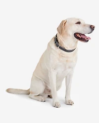 Large Leather Dog Collar