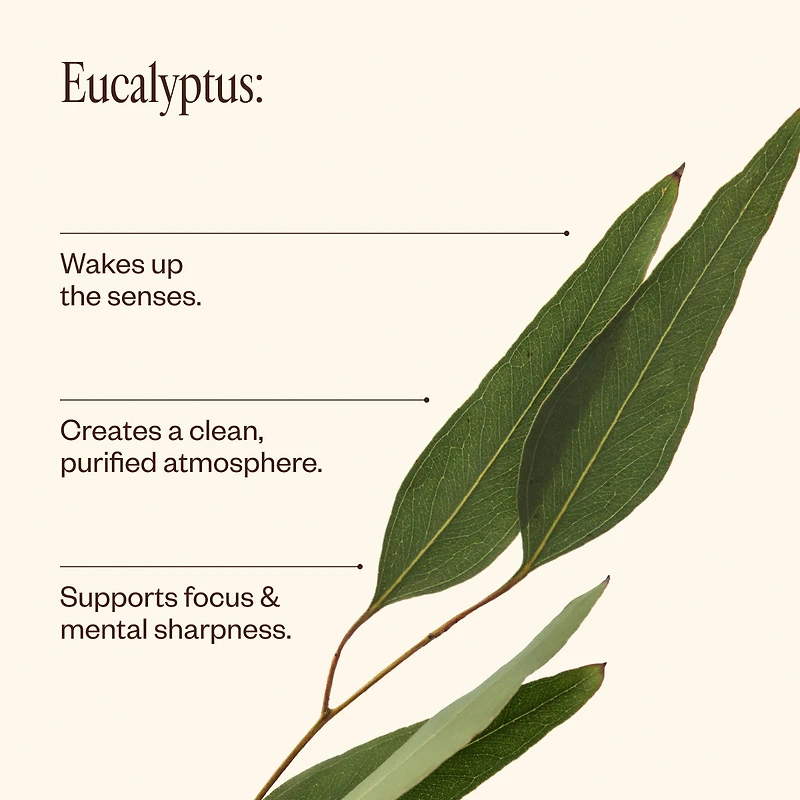Eucalyptus Oil