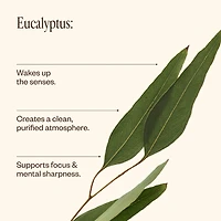 Eucalyptus Oil